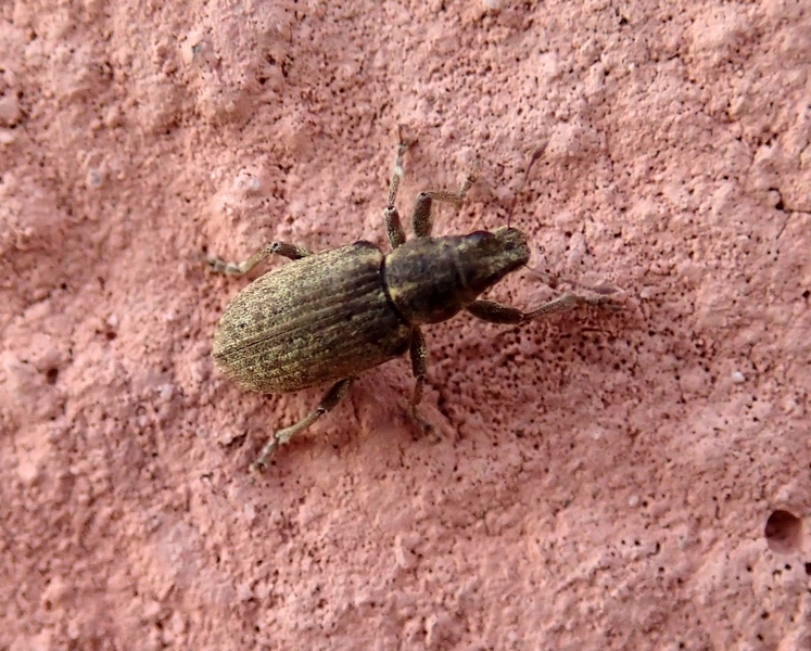 Dae piccoli curculionidae: Sitona humeralis